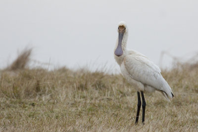 Eurasian Spoonbill / Lepelaar
