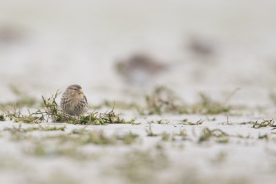Twite / Frater