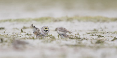 Horned Lark / Strandleeuwerik