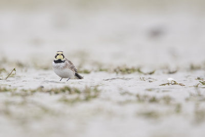 Horned Lark / Strandleeuwerik