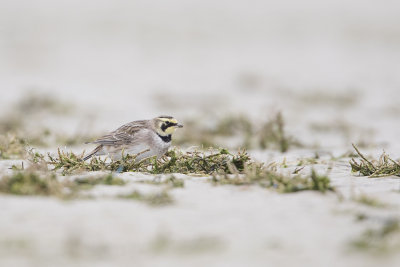 Horned Lark / Strandleeuwerik
