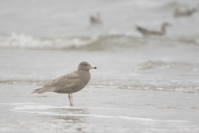 Glaucous Gull / Grote Burgemeester