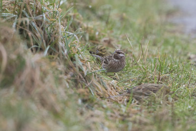 Pine Bunting / Witkopgors