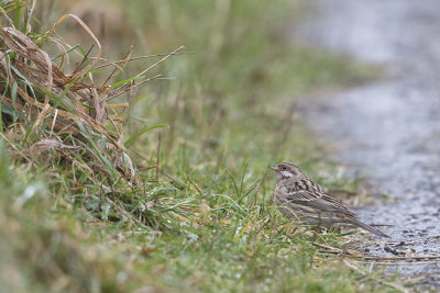 Pine Bunting / Witkopgors
