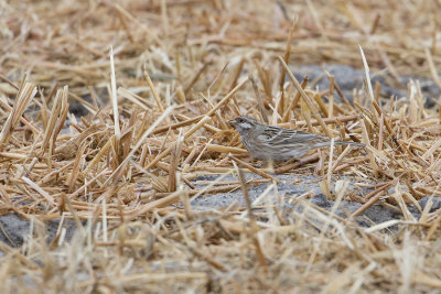 Pine Bunting / Witkopgors