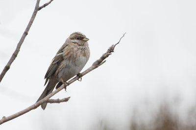 Pine Bunting / Witkopgors