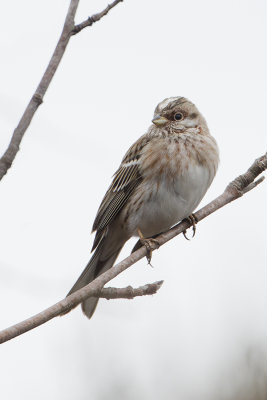 Pine Bunting / Witkopgors