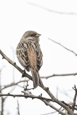 Pine Bunting / Witkopgors