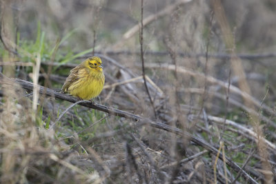 Yellowhammer / Geelgors