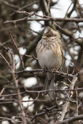 Pine Bunting / Witkopgors