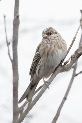 Pine Bunting / Witkopgors