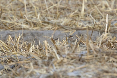 Pine Bunting / Witkopgors