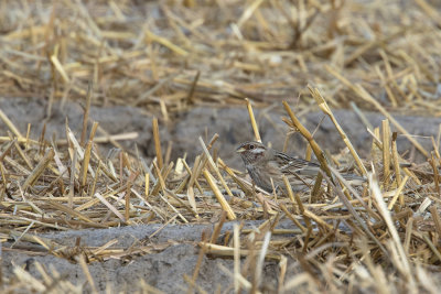 Pine Bunting / Witkopgors