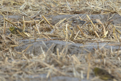 Pine Bunting / Witkopgors