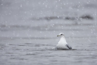 Common Gull / Stormmeeuw