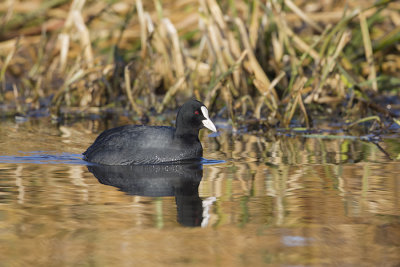 Eurasian Coot / Meerkoet
