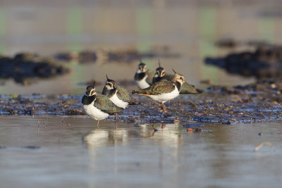 Northern Lapwing / Kievit