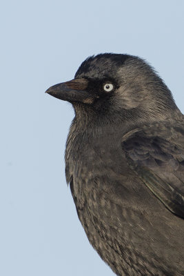 Western Jackdaw / Kauw