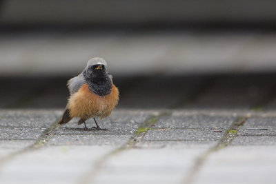 Eastern Black Redstart / Oosterse Zwarte Roodstaart