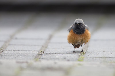 Eastern Black Redstart / Oosterse Zwarte Roodstaart