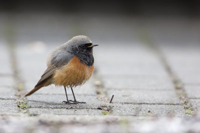 Eastern Black Redstart / Oosterse Zwarte Roodstaart