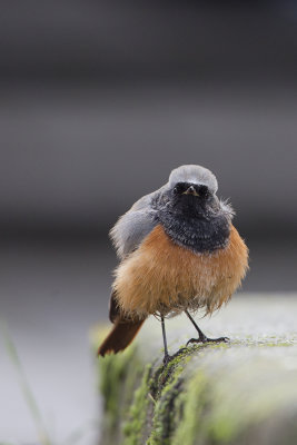 Eastern Black Redstart / Oosterse Zwarte Roodstaart