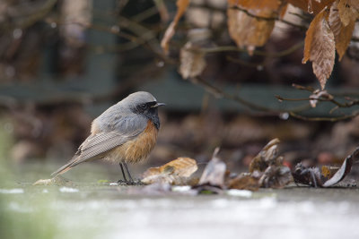 Eastern Black Redstart / Oosterse Zwarte Roodstaart