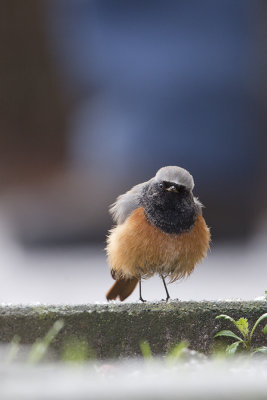 Eastern Black Redstart / Oosterse Zwarte Roodstaart