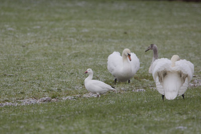 Snow Goose / Sneeuwgans