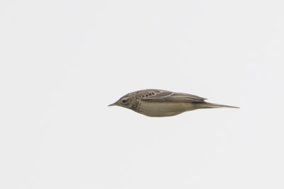 Unknown Pipit / Onbekende Pieper