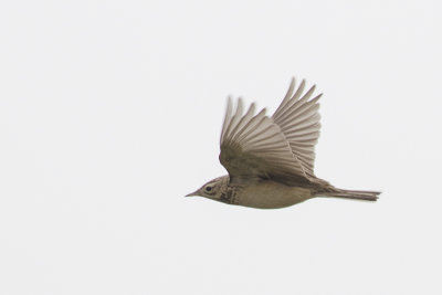 Unknown Pipit / Onbekende Pieper