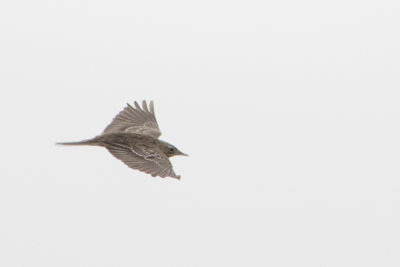 Unknown Pipit / Onbekende Pieper