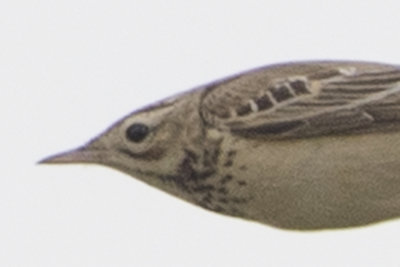 Unknown Pipit / Onbekende Pieper