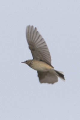 Unknown Pipit / Onbekende Pieper