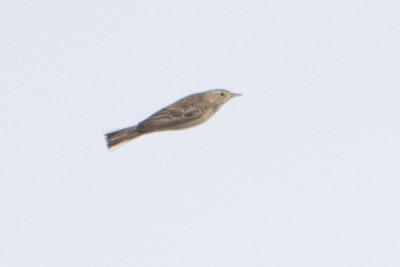 Unknown Pipit / Onbekende Pieper
