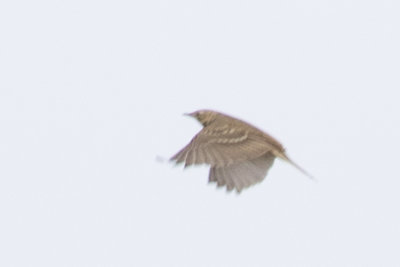 Blyth's Pipit / Mongoolse Pieper