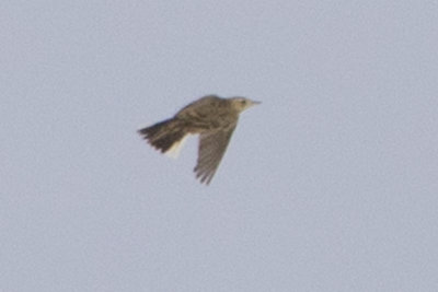 Blyth's Pipit / Mongoolse Pieper