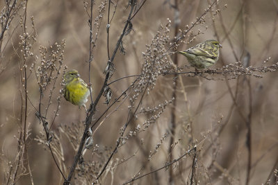 European Serin / Europese Kanarie