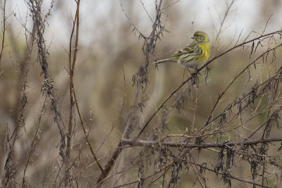 European Serin / Europese Kanarie