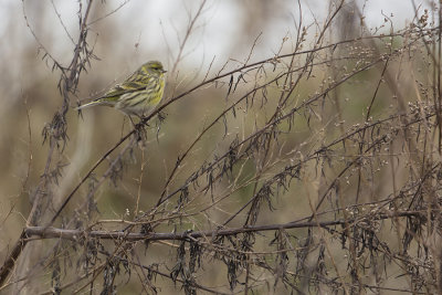 European Serin / Europese Kanarie