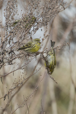 European Serin / Europese Kanarie