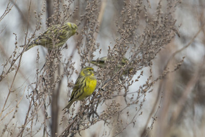 European Serin / Europese Kanarie