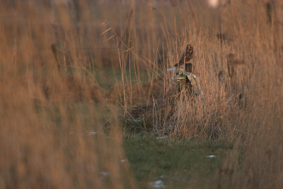 Short-eared Owl / Velduil