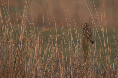 Short-eared Owl / Velduil