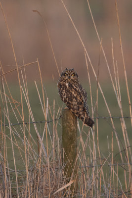 Short-eared Owl / Velduil