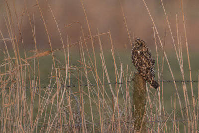 Short-eared Owl / Velduil