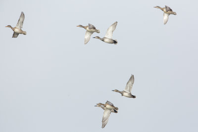 Gadwall / Krakeend