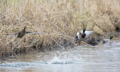 Mallard / Wilde Eend