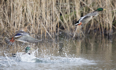 Mallard / Wilde Eend