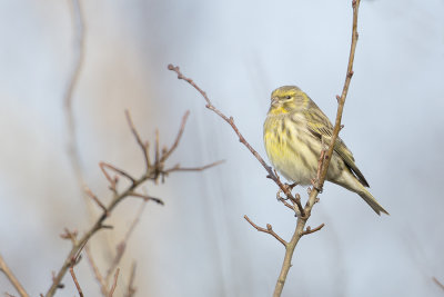 European Serin / Europese Kanarie